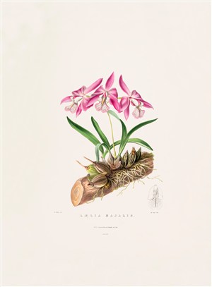 兰花植物彩绘插画图片