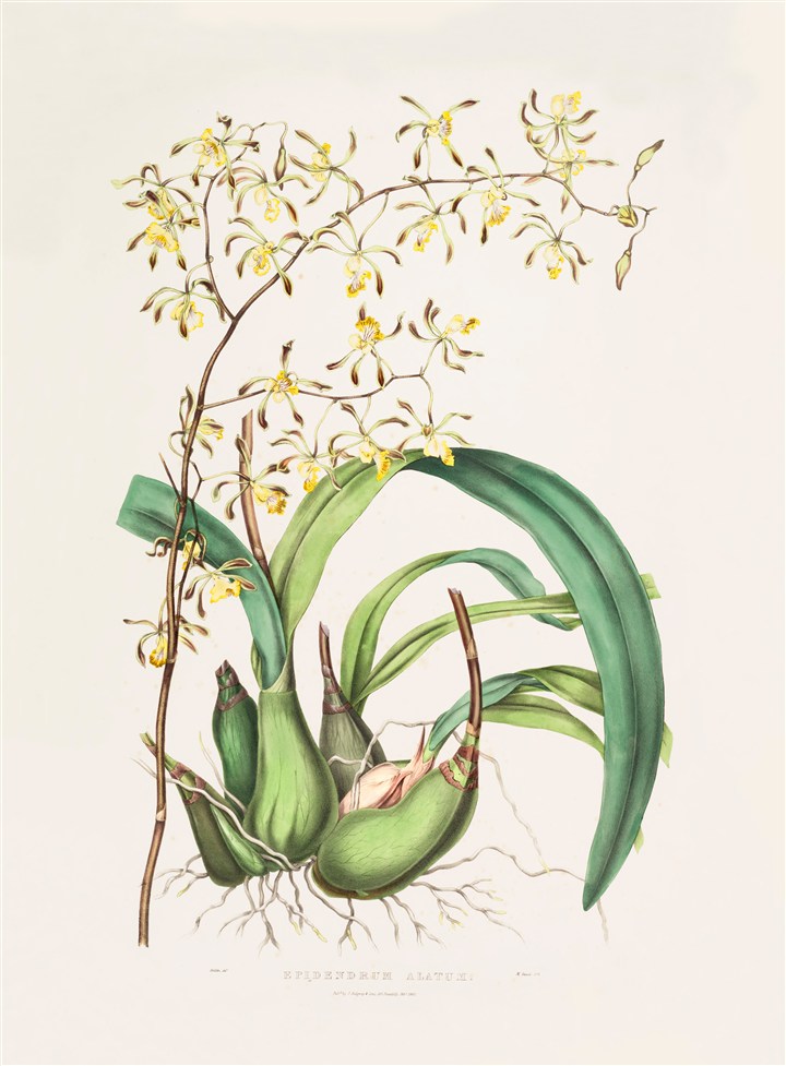 花卉现代植物彩绘插图片