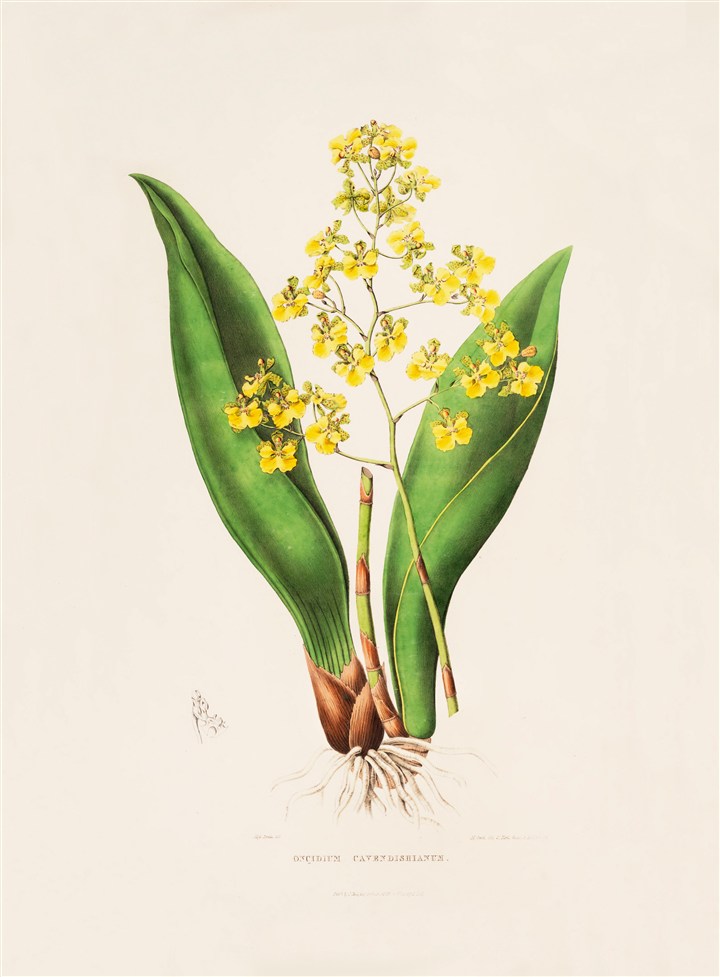 手绘插画黄色盛开的兰花