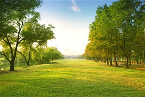 绿色的草地和两边的树木高清摄图片