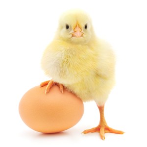 小鸡踩在鸡蛋上的高清摄影图片