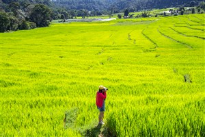 满眼绿意的水稻田高清图片