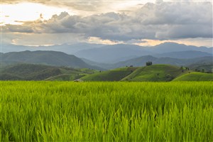 绿油油的稻田和远山高清图片