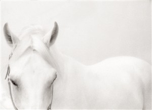 白色背景下的白马高清摄影图片