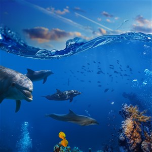 海水下的海豚和其他生物高清摄图