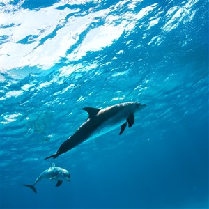 天蓝色的海水下的两只海豚高清图