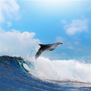 天空下跳出海面的海豚高清摄影图