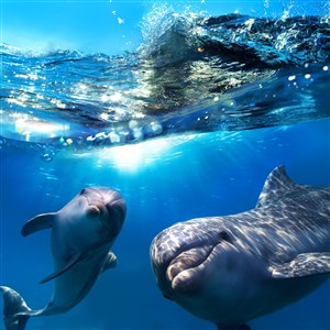 浪花下面的两只海豚高清摄影图