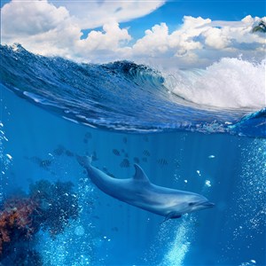 白云下海中的海豚高清摄影图片