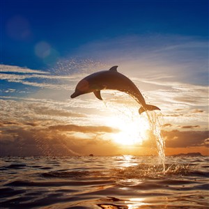 阳光照射下跳出水面的海豚高清图
