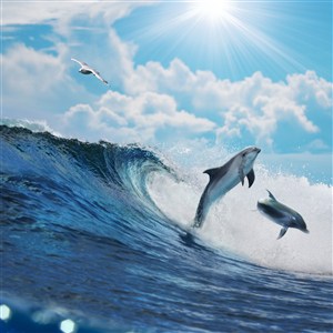 蓝天白云下跃出海面的海豚 