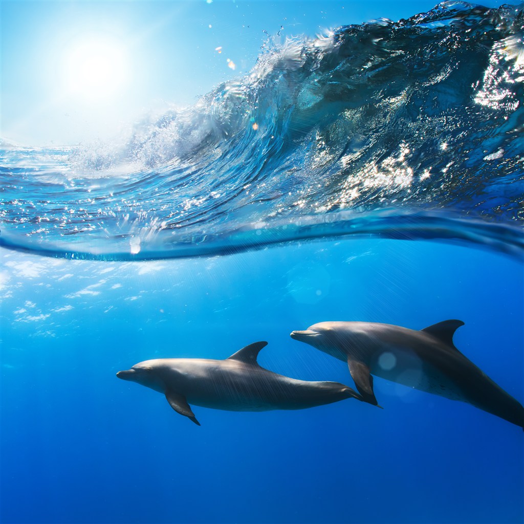 海浪下面的两只海豚高清摄影图