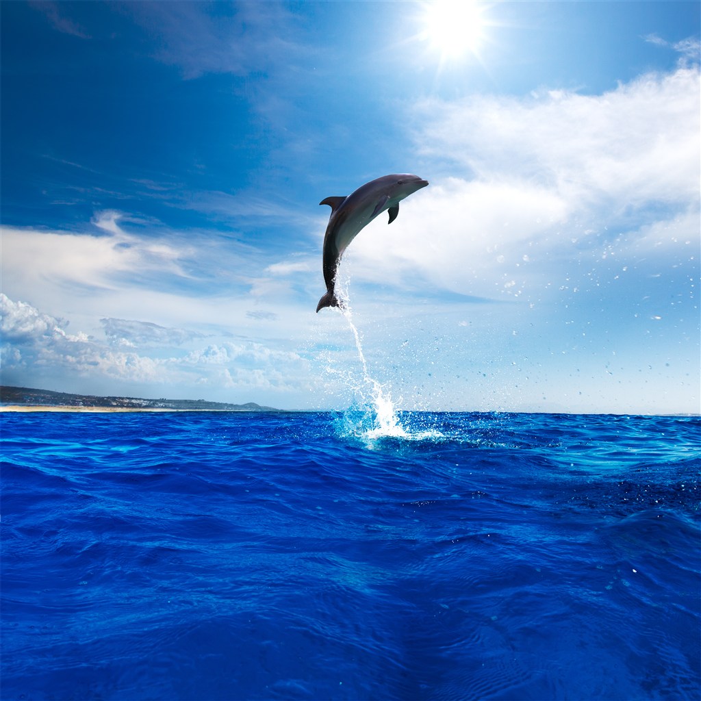 跳出水面的海豚高清摄影图片