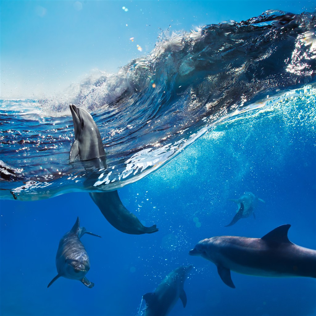 浪花中露出水面的海豚高清摄影