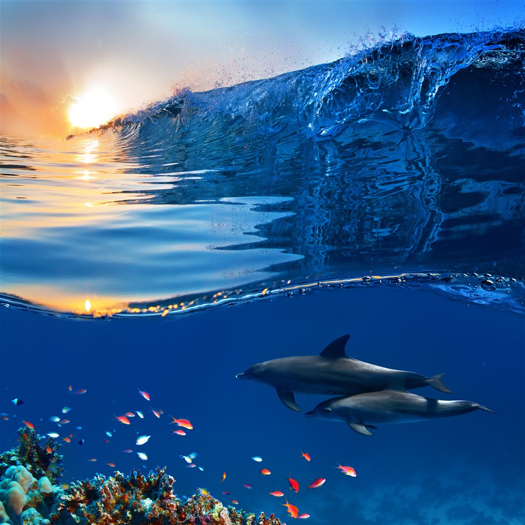 巨大的海浪下的海豚高清摄影图