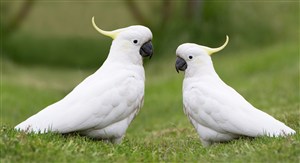 在草坪上的两只小鹦鹉摄影高清图片