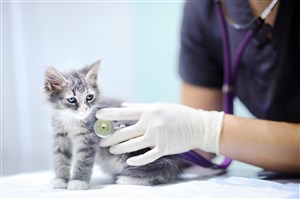 为灰色小猫做听诊的医生 