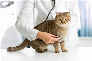 为黄色小猫做听诊的医生高清摄图