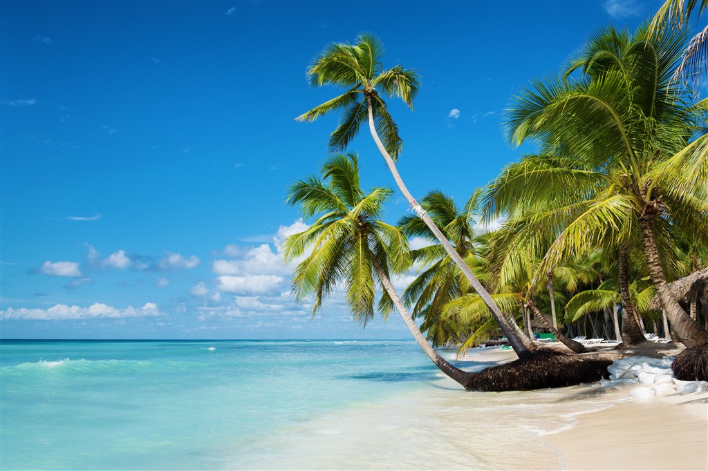 大海椰子树高清壁纸图片
