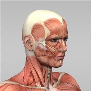 人体脸部肌肉图片
