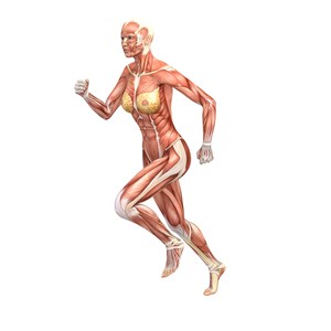 跑步中女性人体肌肉图片