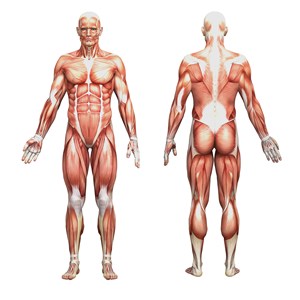 4K高清人体肌肉图片