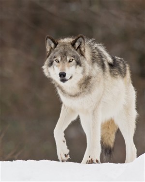 唯美野生动物可爱的狼图片