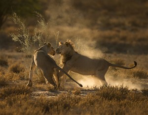 唯美野生动物打架的狮子图片