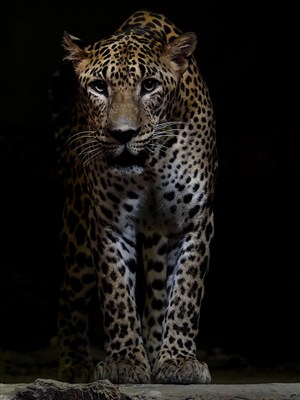 唯美野生动物黑暗中的豹子图片