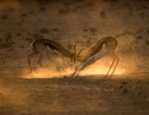 唯美野生动物黄土上打架的麋鹿图片