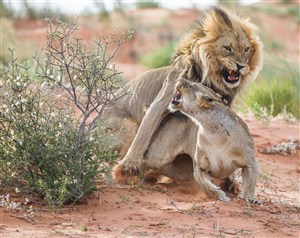 唯美野生动物凶猛的狮子图片