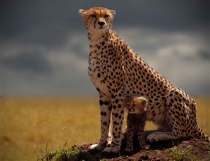 唯美野生动物斑点豹子图片