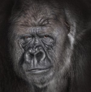 唯美野生动物狰狞的大猩猩图片