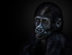 唯美野生动物黑暗背景里的大猩猩图片