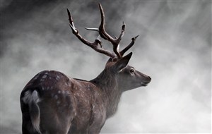 烟雾中的麋鹿图片