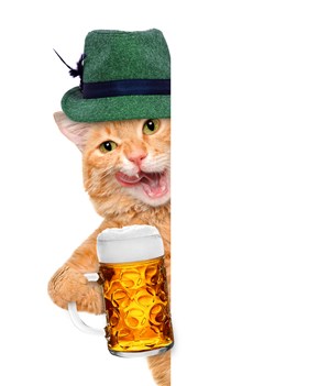 喝啤酒的花猫咪图片