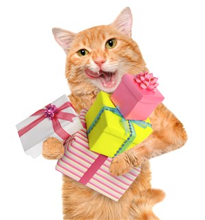 抱礼物盒的加菲猫咪图片