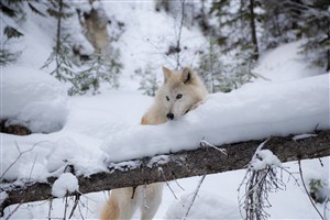 雪天趴在树枝上的狼图片