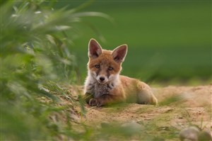趴在土坑里的小狐狸图片