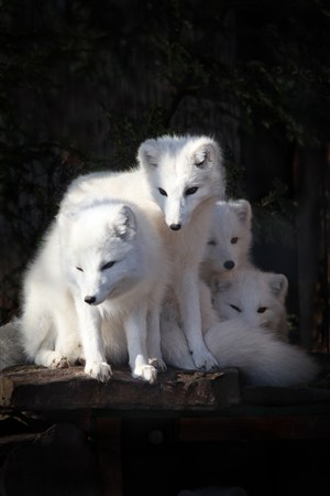 一群白狐图片