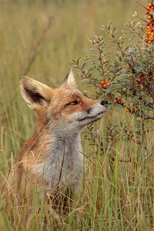 吃果子的草狐图片