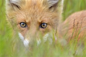 躲草丛的草狐图片