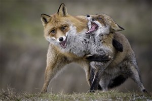 打架的狐狸图片