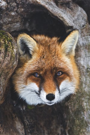 树洞里的小狐狸图片