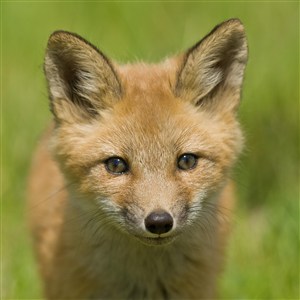 可爱乖巧的小狐狸图片