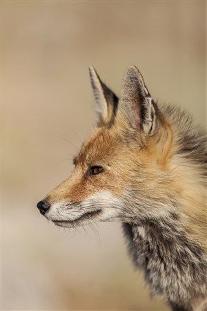机敏的野生动物狐狸图片