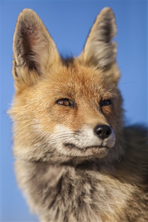 哺乳野生动物狐狸图片