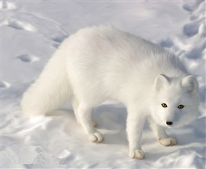 漂亮的白狐狸图片
