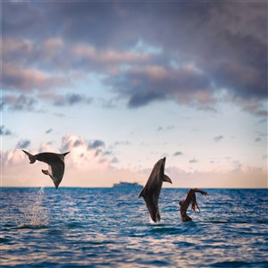 海洋三条海豚图片