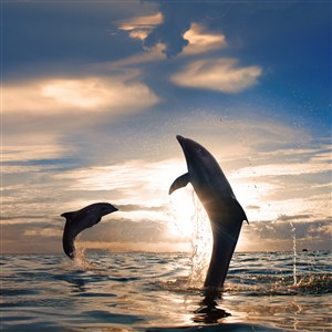 4K高清海豚图片